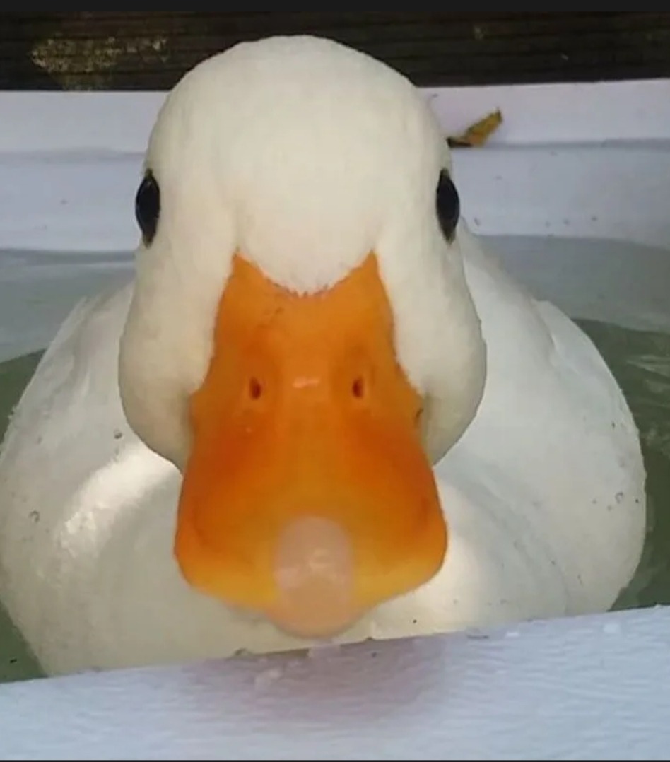 Profil de Maksymilian